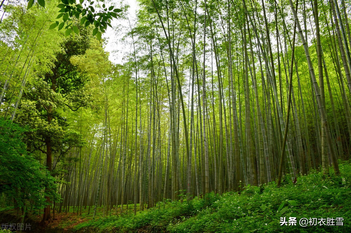 关于初夏江南的四月美诗（留恋江南的山水美景）