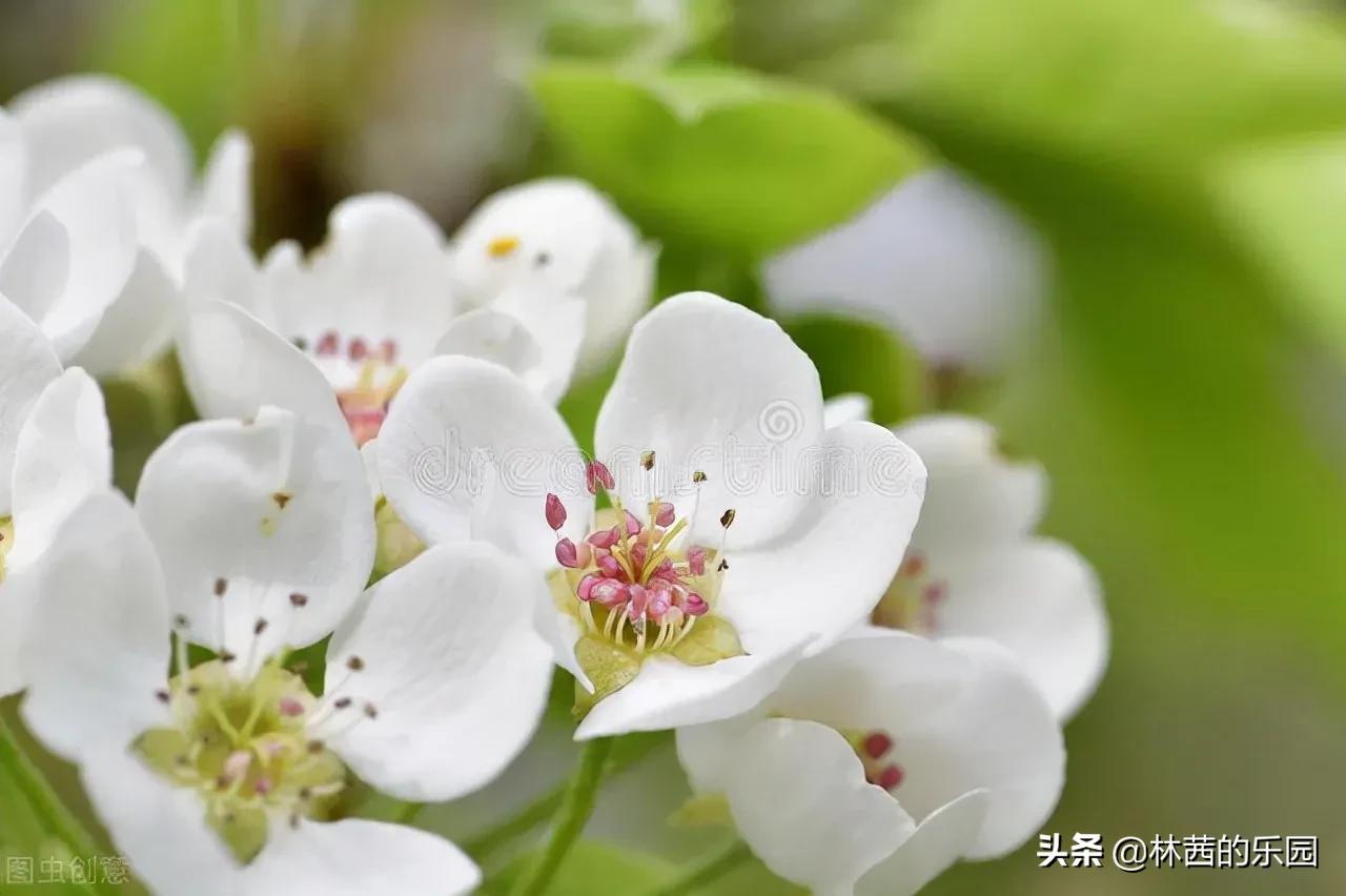 表达优美的春雨诗词（清丽如画，惊艳了时光）