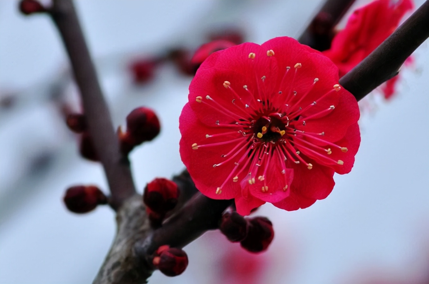 冬至祝福语简短独特情意深（怀念家乡吃饺子）