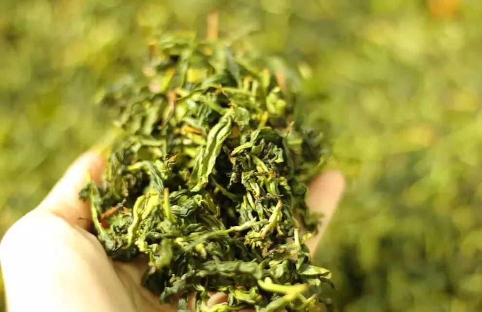 关于茶的种类有那些（详解乌龙茶的特色茶类属性）