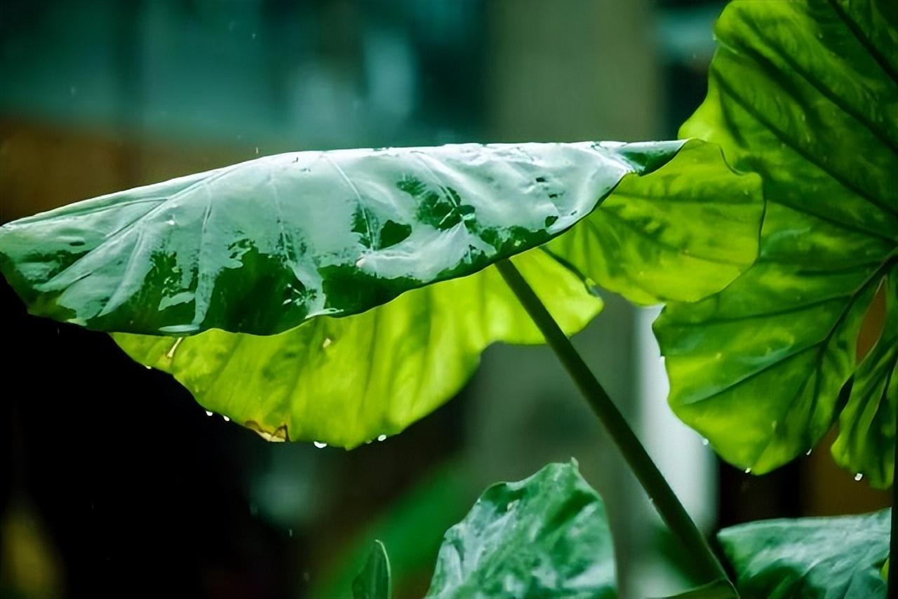 芒种节气夏日雨天的古诗词（仲夏季节的夏雨诗）