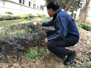 2022灭鼠除虫四害消杀活动方案范本（除四害害虫鼠消杀工作策划方案模板）