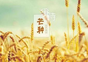 关于芒种节气祝福语（芒种问候句子精选文案）