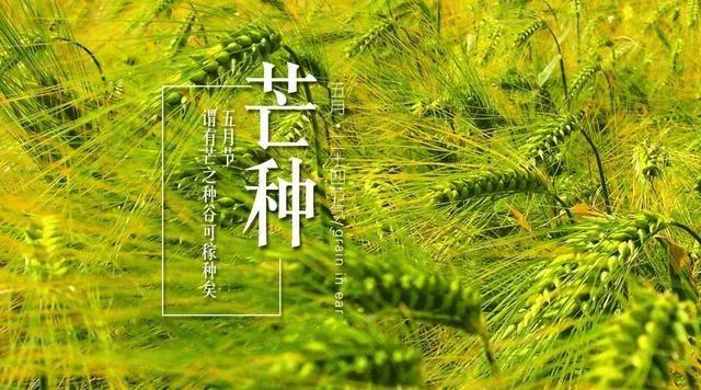 关于芒种节气祝福语（芒种问候句子精选文案）