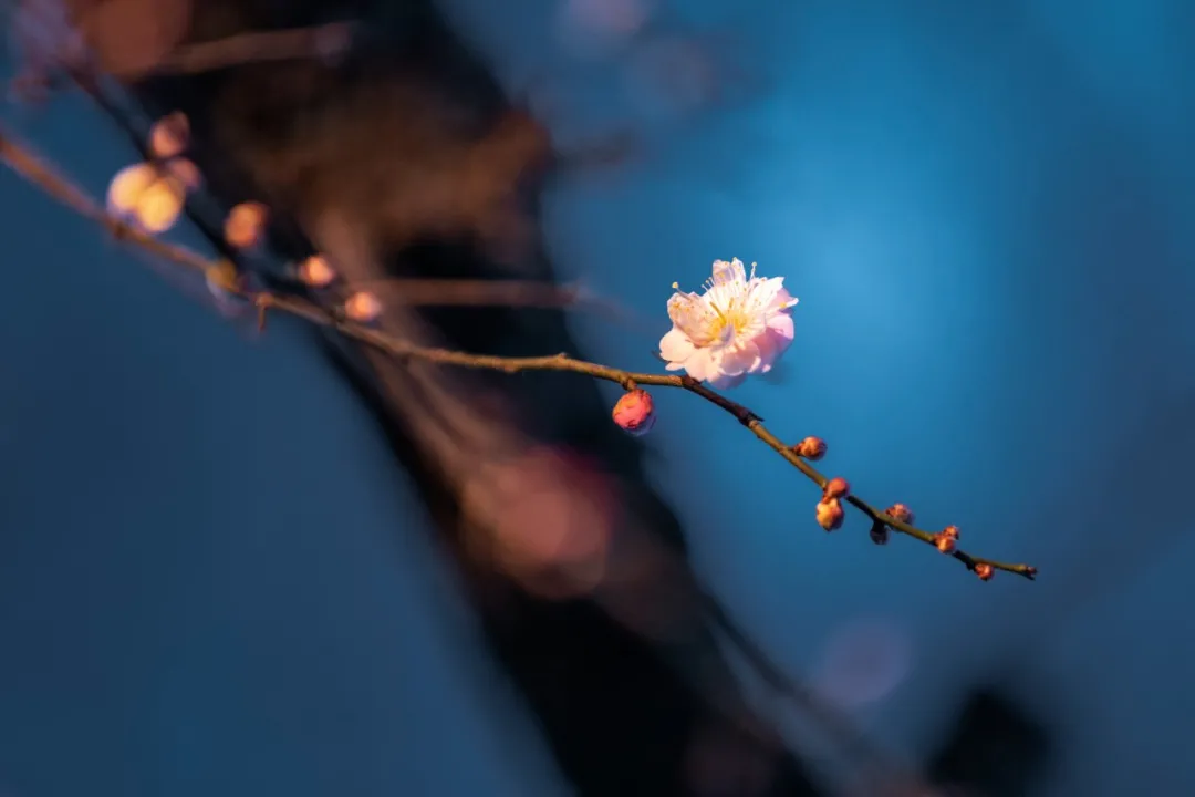 关于梅花的诗词佳句（清幽芬芳的梅花）