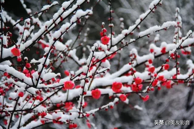 赞美梅花的经典古诗词（极致风雅的诗句）