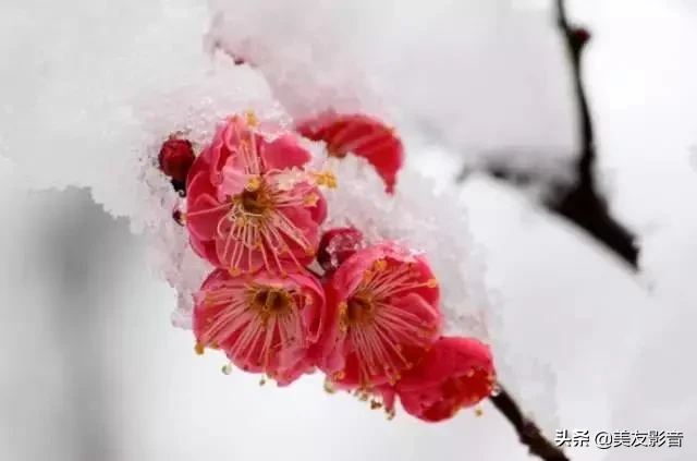 赞美梅花的经典古诗词（极致风雅的诗句）