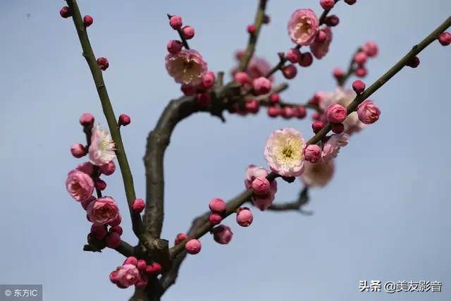 赞美梅花的经典古诗词（极致风雅的诗句）