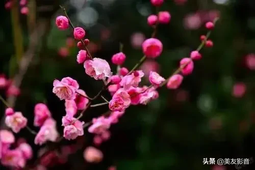 赞美梅花的经典古诗词（极致风雅的诗句）