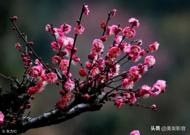 赞美梅花的经典古诗词（极致风雅的诗句）