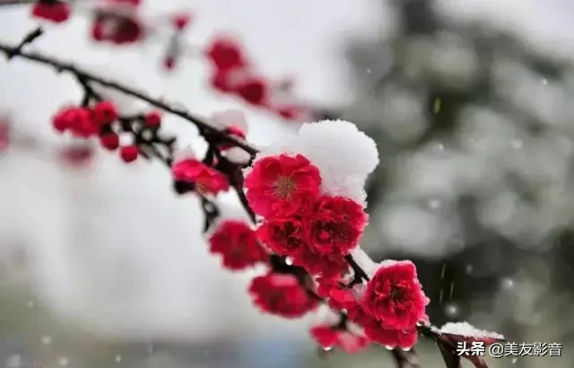 赞美梅花的经典古诗词（极致风雅的诗句）