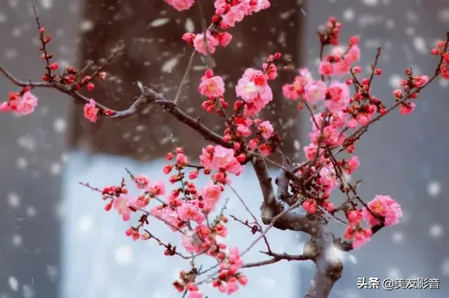 赞美梅花的经典古诗词（极致风雅的诗句）