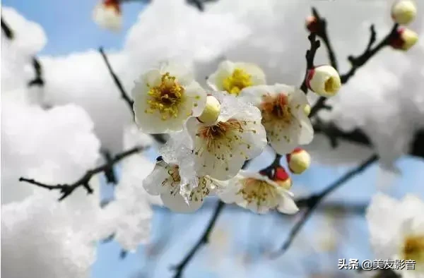 赞美梅花的经典古诗词（极致风雅的诗句）