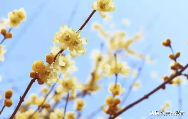 赞美梅花的经典古诗词（极致风雅的诗句）