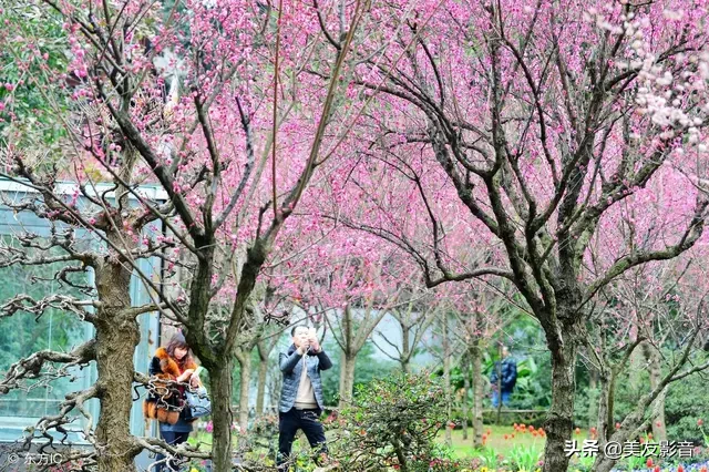 赞美梅花的经典古诗词（极致风雅的诗句）