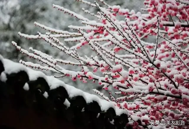 赞美梅花的经典古诗词（极致风雅的诗句）