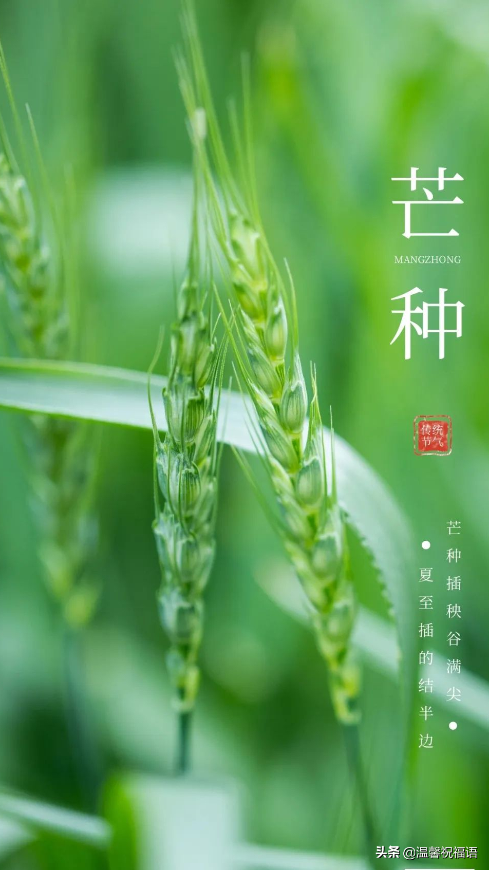 关于芒种温馨祝福语赏析（愿你收获快乐，收获吉祥）