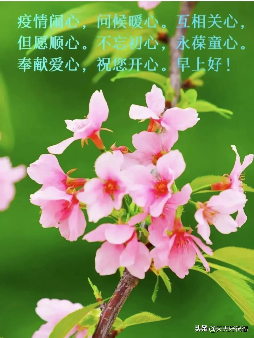 表达抗疫期间的美好祝福（防疫不松懈,迎来人间百花开）