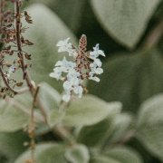 芒种诗词鉴赏（蝉鸣夏始忙，人生得圆满）