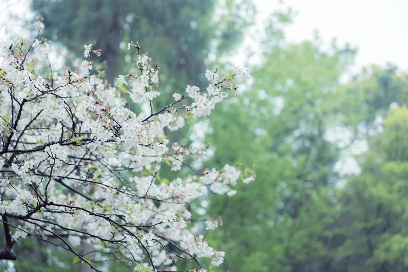 关于春光经典诗词大全（感受春天里最美的风景）