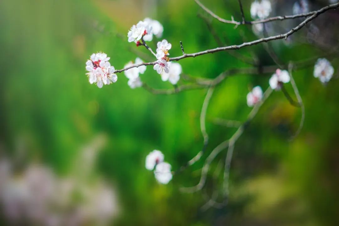 不负岁月情深，花落花开皆欢喜（关于六月经典诗词赏析）