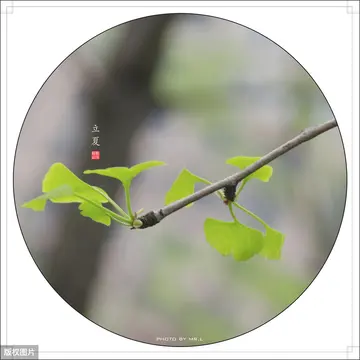 立夏节气抖音祝福寄语（立夏节气抖音夏日炎炎的问候语）