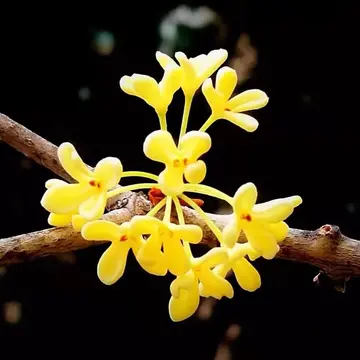 桂花作文800字范文（桂花还是那桂花）