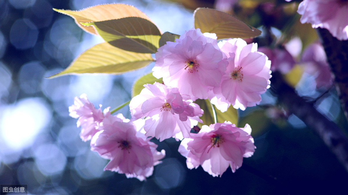 日暮汉宫传蜡烛，轻烟散入五侯家（有关经典的寒食节诗词）