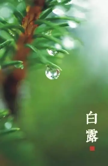 关于白露节气快乐的祝福语（分享白露谷雨节气祝福语的话）