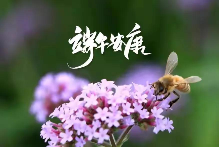 关于端午节祝福语赏析（好运粽在身边，幸福满舟围）