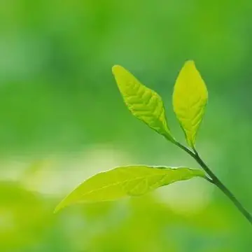 描写夏天的唯美句子及段落（分享形容夏天优美的句子摘抄）