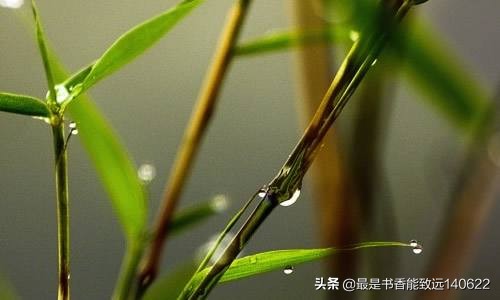 夏天的雨，潇潇洒洒（描写夏天的雨的古诗词）