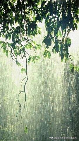 夏天的雨，潇潇洒洒（描写夏天的雨的古诗词）