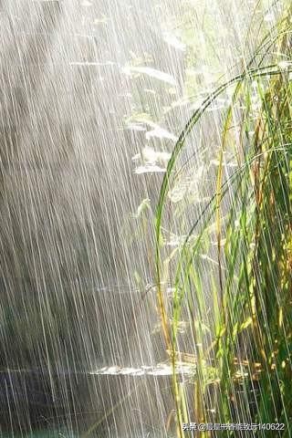 夏天的雨，潇潇洒洒（描写夏天的雨的古诗词）