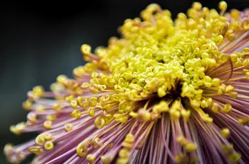 描写菊花的句子有哪些（精选30句关于菊花坚强不屈品质的短句）