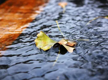 关于听雨的作文800字（报春的喜雨）