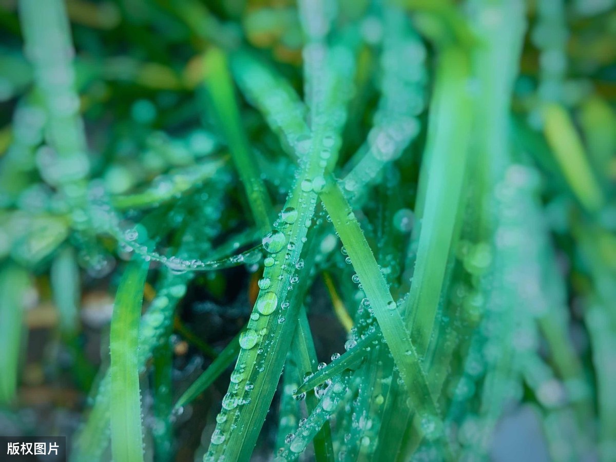 描写雨天古诗绘雨天的诗句，形容雨天的唯美古诗词