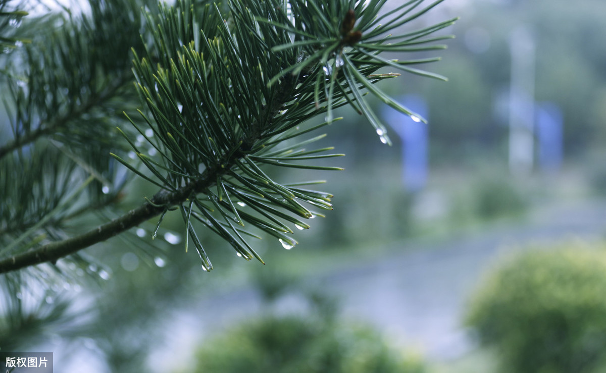 描写雨天古诗绘雨天的诗句，形容雨天的唯美古诗词