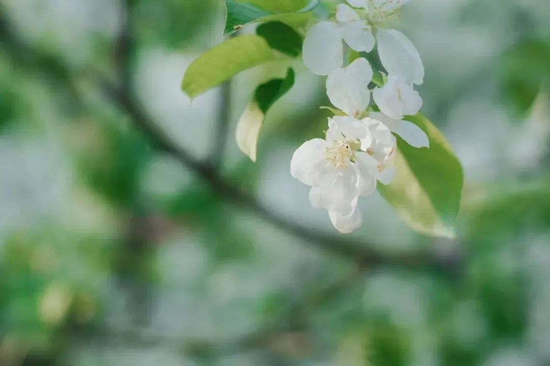 把握好生命中的每一个春天（关于苏轼的春天诗词古句）