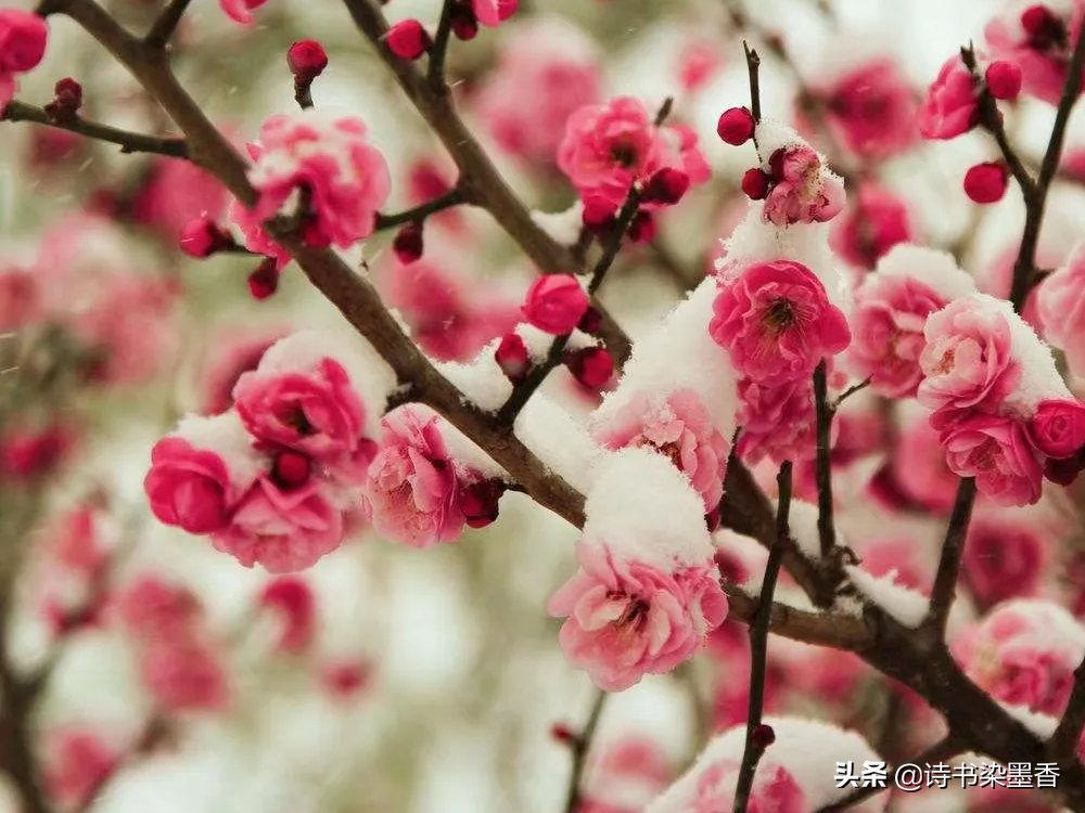 有关描写花的美好景色诗词（能让人心情愉悦）