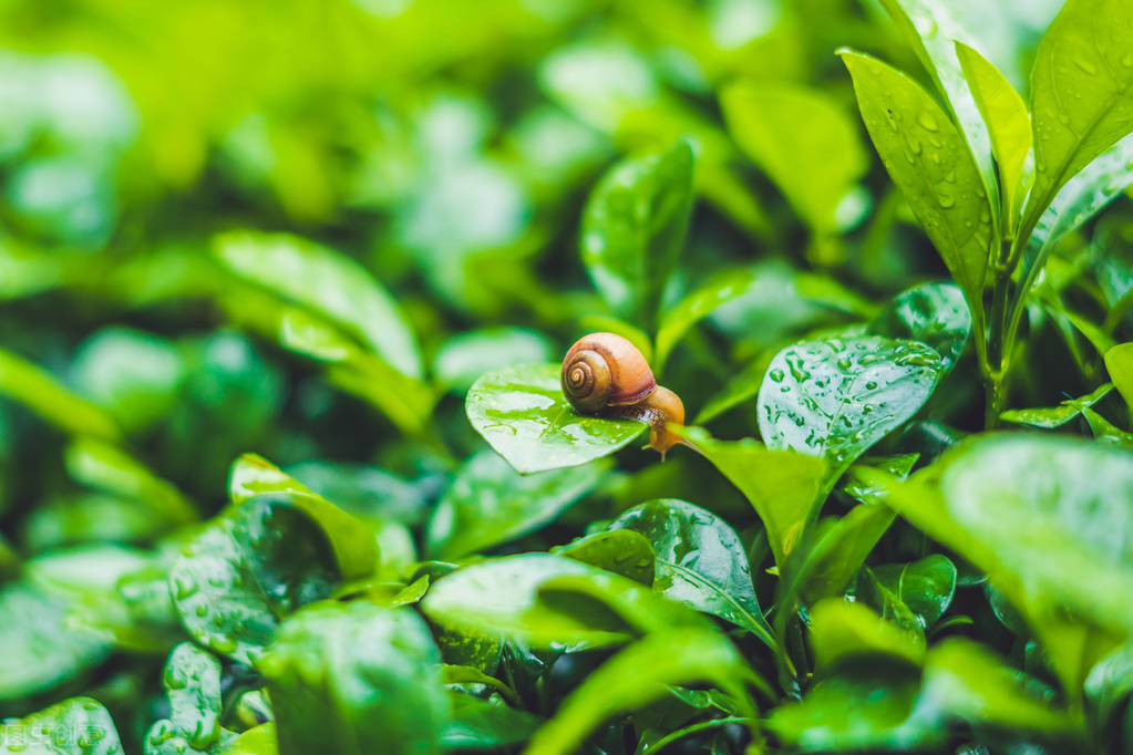 惊蛰古诗大地回暖雨翩翩（朝气蓬勃的繁茂景象）