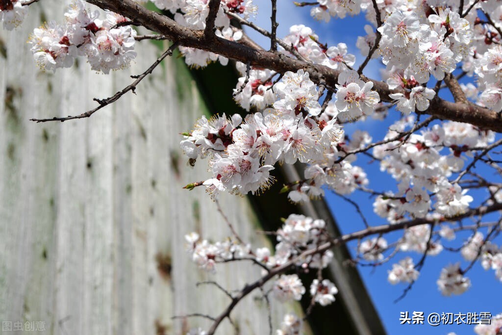 关于明丽春分节气美诗六首（四时唯爱春，春更爱春分）