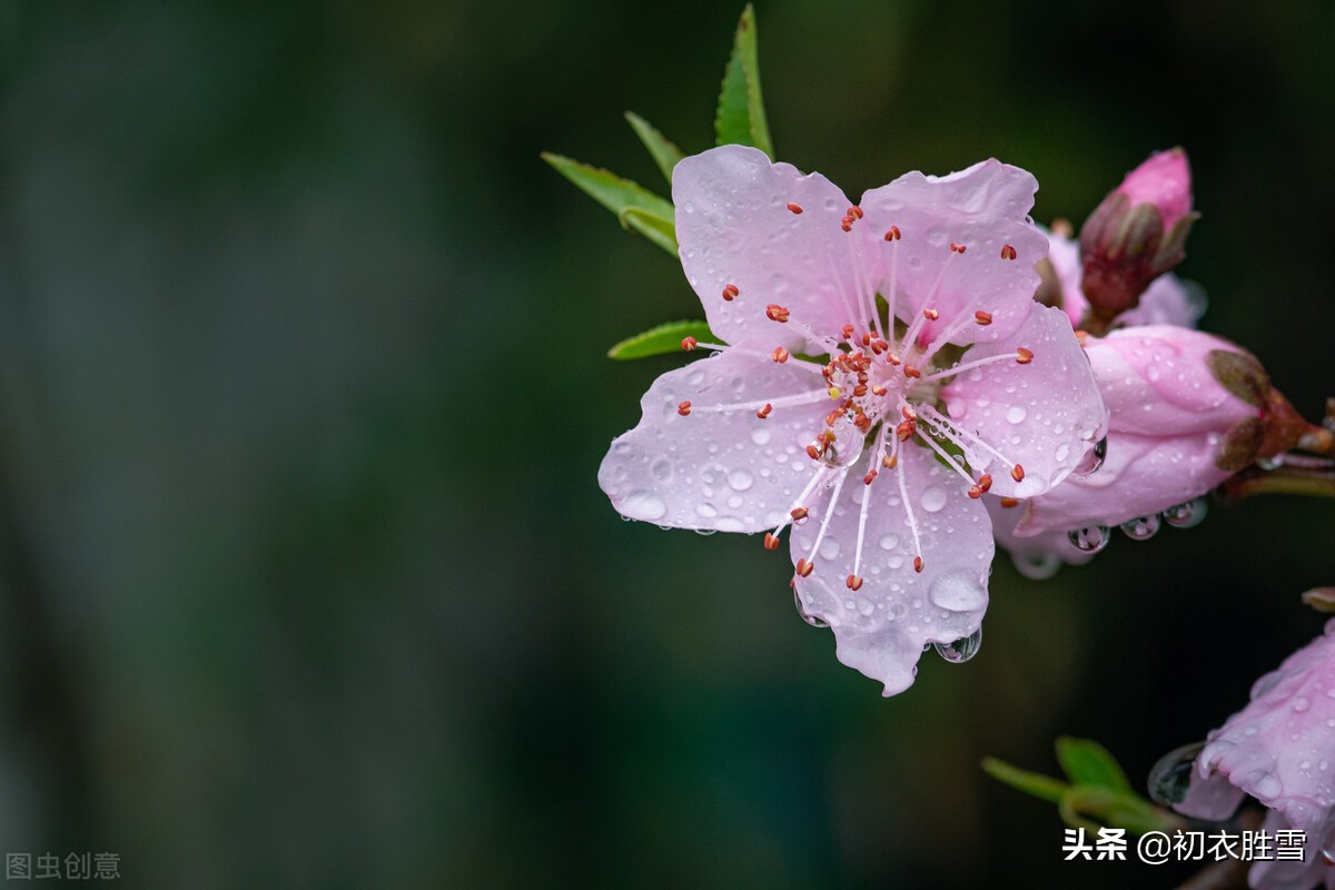 描写春分节气的诗词古句大全（春分节气春雨美诗七首）