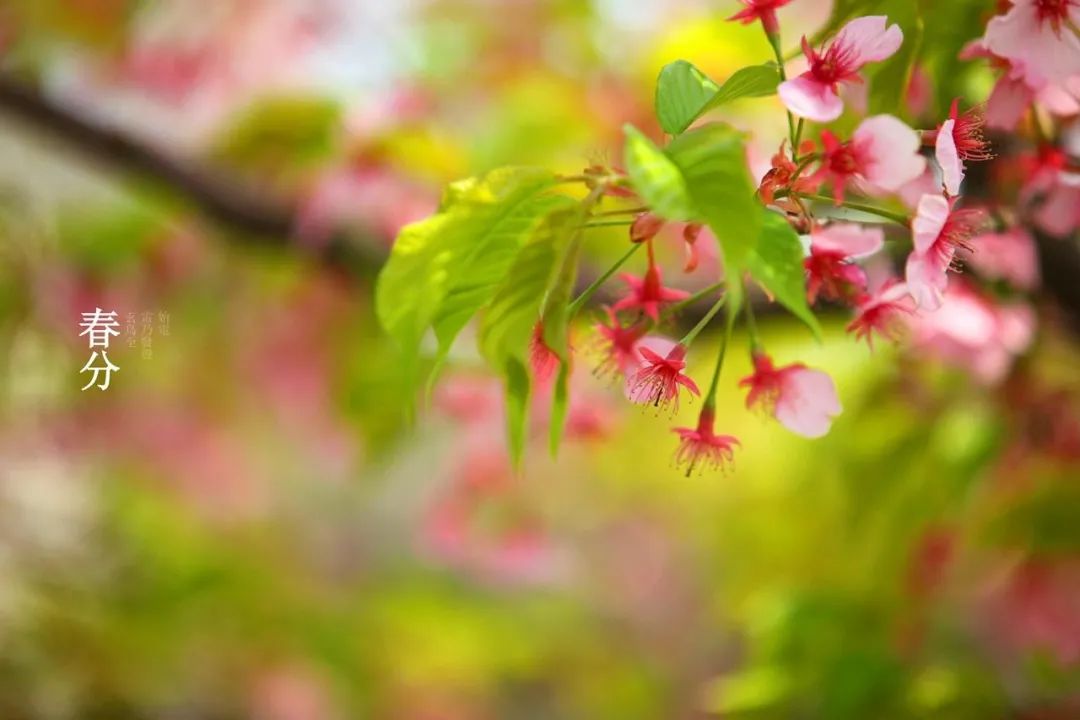 沉醉在春天的美好里（赞美春分节气的优美诗词）