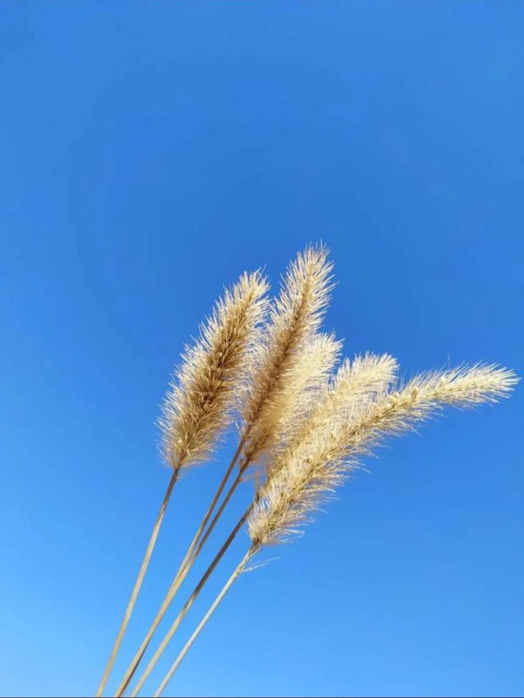 为目标努力奋斗的励志语录（不必仰望别人，自己亦是风景）