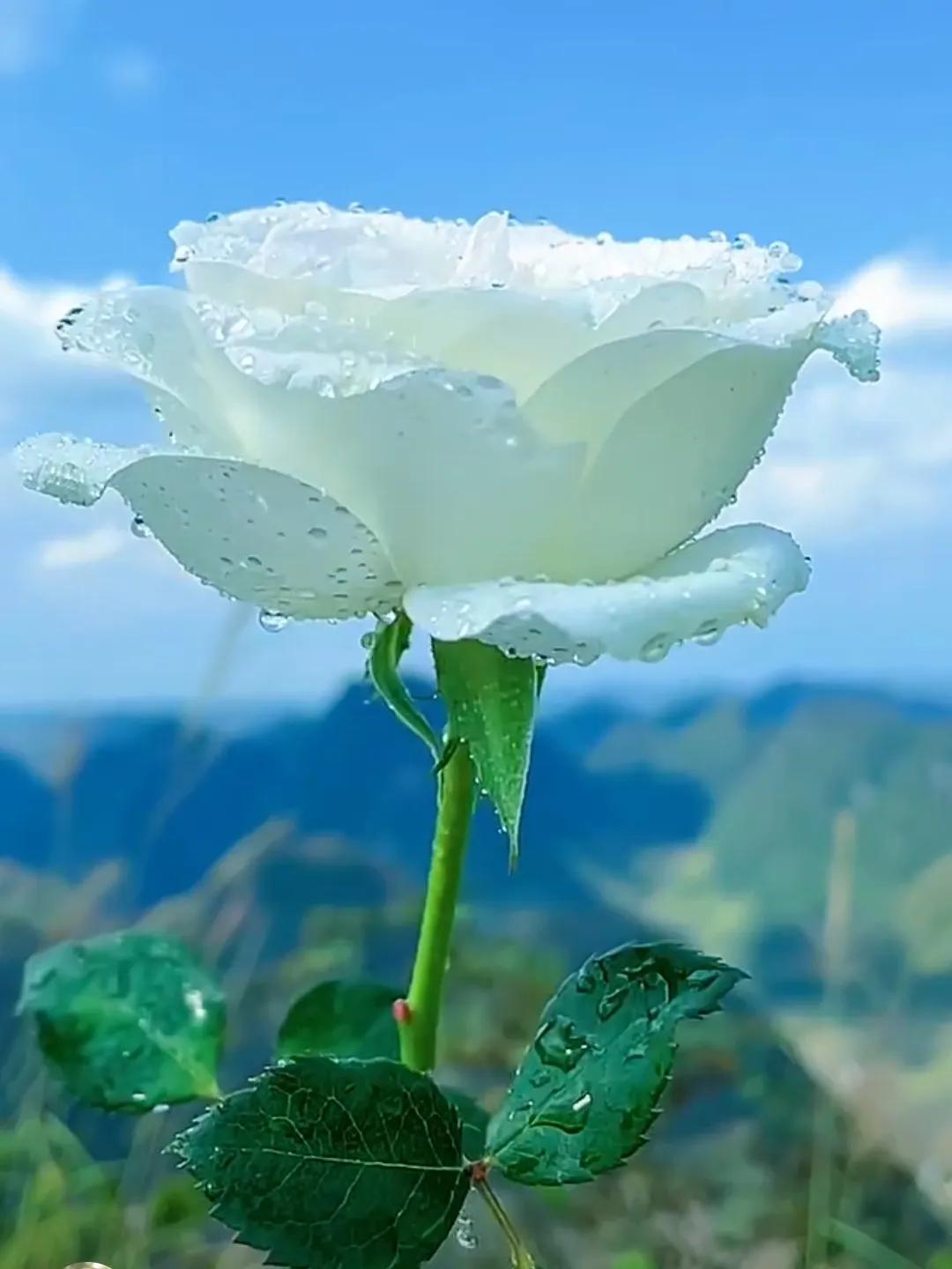 为目标努力奋斗的励志语录（不必仰望别人，自己亦是风景）