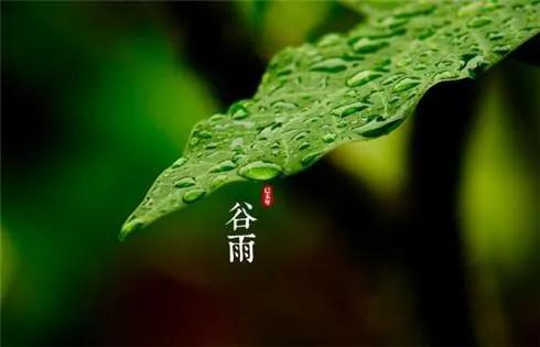 2022谷雨节气唯美祝福语赏析（好雨生百谷，好友送祝福）