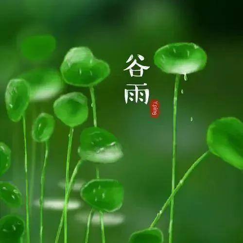 2022谷雨节气唯美祝福语赏析（好雨生百谷，好友送祝福）