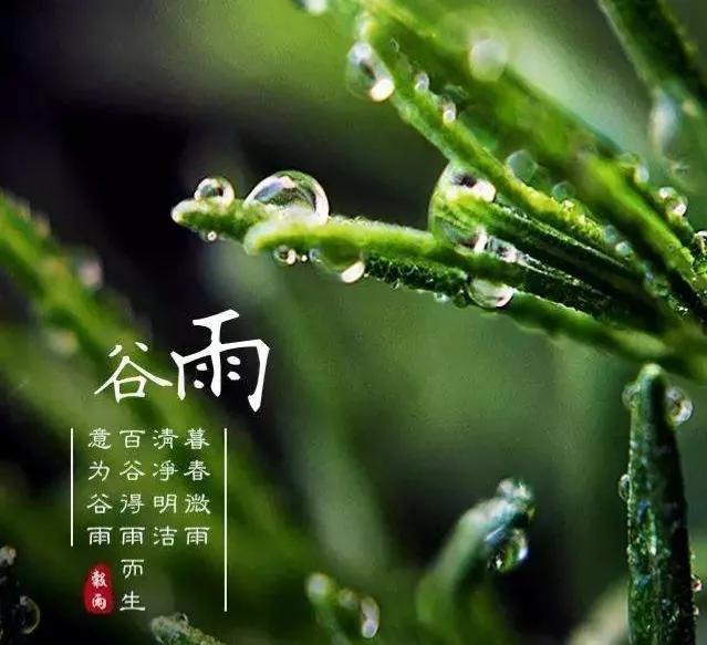 2022谷雨节气唯美祝福语赏析（好雨生百谷，好友送祝福）