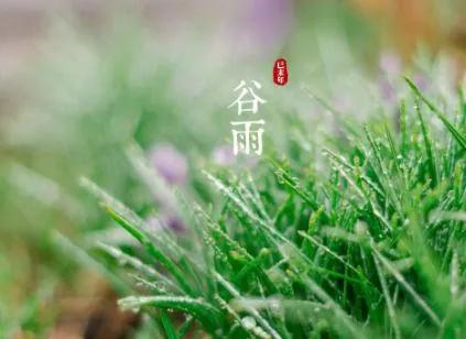 2022谷雨节气唯美祝福语赏析（好雨生百谷，好友送祝福）